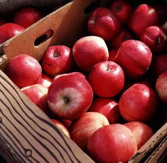 红苹果吃瓜视频