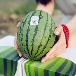 吃瓜的来看看,吃瓜群众视角下的娱乐圈风云录