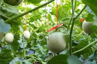 孩子吃网纹瓜,孩子健康成长的甜蜜伴侣