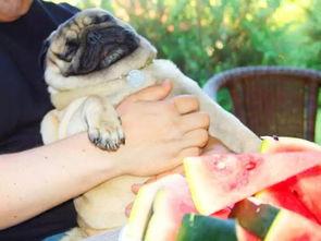 狗狗可以吃瓜椒吗怎么吃,瓜椒的食用方法与注意事项