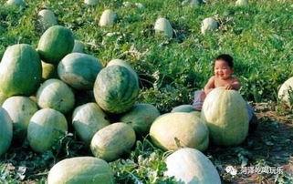 成武吃瓜墙,网络舆论场上的风云变幻