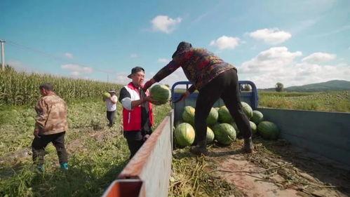 建筑公司吃瓜,吃瓜群众揭秘行业幕后