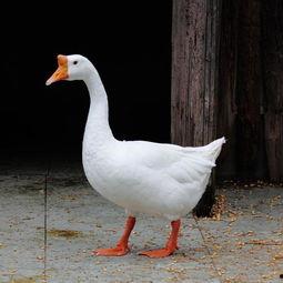 吃瓜鹅新鲜速递,揭秘娱乐圈最新热点事件