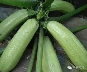 吃农村小瓜,探寻农村小瓜的独特魅力