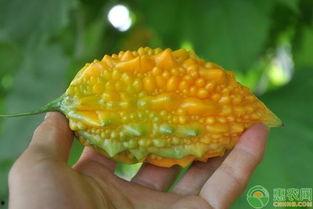 黄金蓝瓜怎么吃,解锁美味新体验