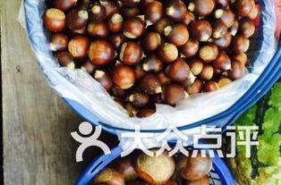 虞山国森林吃瓜,瓜果飘香，共享田园乐