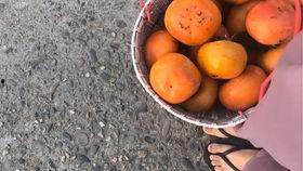 瓜蛋晒太阳吃柿子,柿子相伴，共享悠闲时光