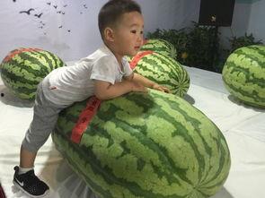 天津吃瓜群众事件,网络舆论的风暴与反思