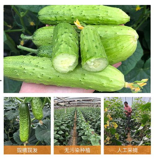 梦见摘到小瓜吃