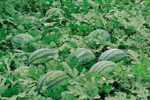 安徽吃瓜QQ群,揭秘当地美食文化圈