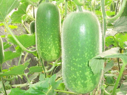 瓜州十一月还有瓜吃吗,尽享秋收美味