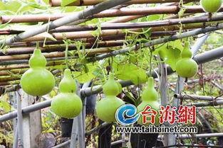 鸭子吃葫芦瓜吗怎么吃,鸭子如何享用葫芦瓜的美味