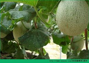 8点以后吃哈密瓜会胖么,体重增加的真相揭秘