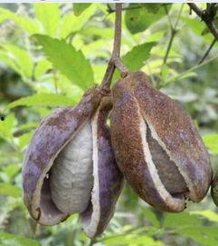 人类吃八月瓜,大自然的馈赠，人类餐桌上的美味佳肴