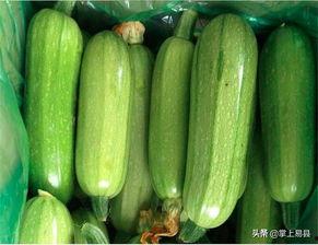 美女直播吃西葫芦瓜,美女主播挑战西葫芦瓜美味大作战