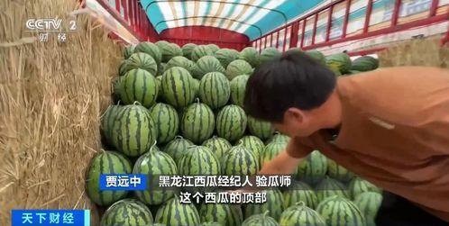 浮游吃瓜,揭秘网络时代的“吃瓜群众”现象