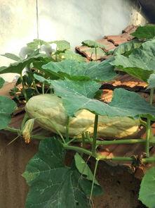 损瓜叶子可以吃吗