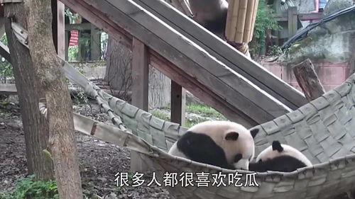 熊猫成吃瓜群众,揭秘动物界的“八卦”现象